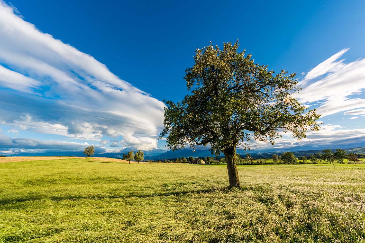 Mit der Erde verwurzelter Baum, Sommerwiese